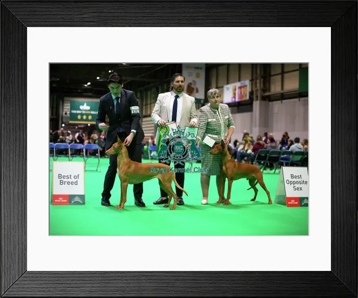 Framed Print : Pharaoh Hound (Room 4, Ring 24, 6 March 2026)
