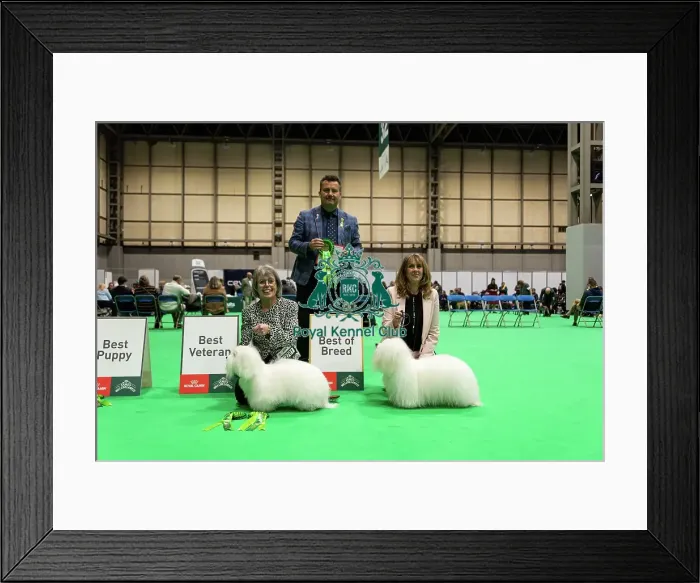 Framed Print : Coton de Tulear Finalists - Crufts 2026 Framed Print : Coton de Tulear Finalists - Crufts 2026
