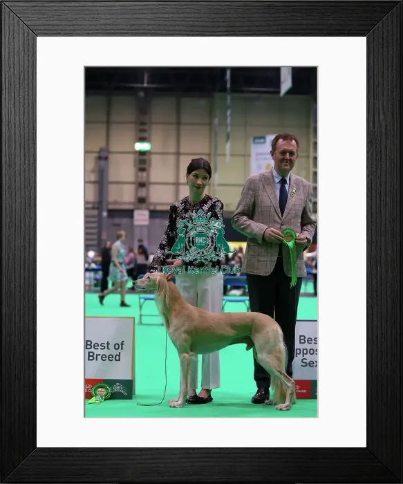 Framed Print : Saluki, Best of Breed - Crufts 2026 Framed Print : Saluki, Best of Breed - Crufts 2026