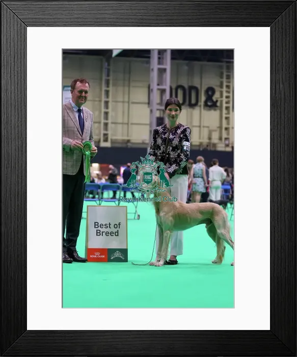 Framed Print : Saluki, Best of Breed - Crufts 2026 Framed Print : Saluki, Best of Breed - Crufts 2026