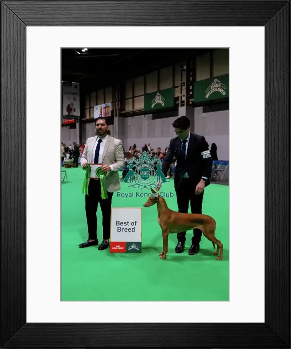 Framed Print : Pharaoh Hound (Room 4, Ring 24, 6 March 2026)