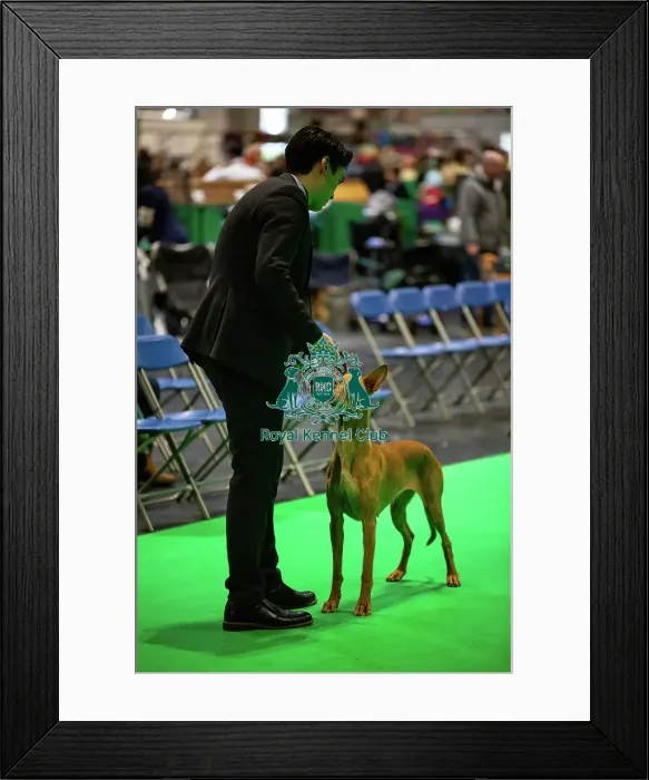 Framed Print : Pharaoh Hound (Room 4, Ring 24, 6 March 2026)