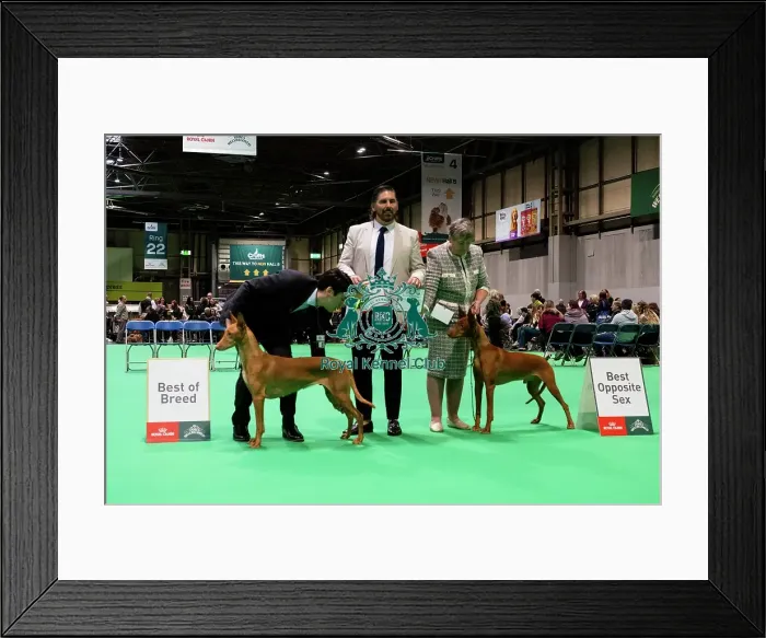 Framed Print : Pharaoh Hound (Room 4, Ring 24, 6 March 2026)
