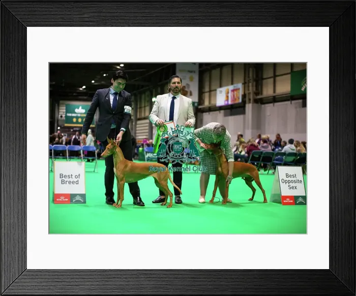 Framed Print : Pharaoh Hound (Room 4, Ring 24, 6 March 2026)