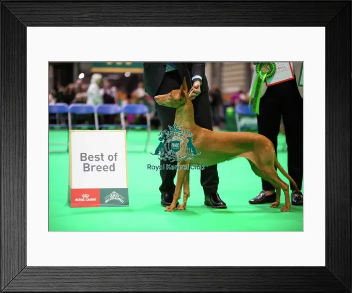 Framed Print : Pharaoh Hound (Room 4, Ring 24, 6 March 2026)
