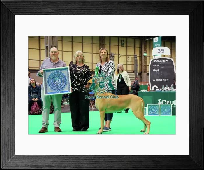 Framed Print : Great Dane - Best of Breed, Crufts 2026 Framed Print : Great Dane - Best of Breed, Crufts 2026