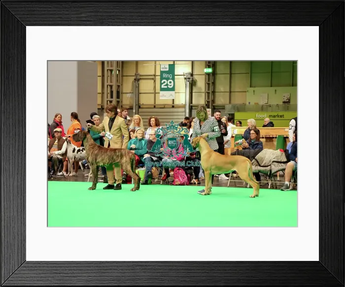 Framed Print : Great Dane - Best Dog and Best of Breed, Crufts 2026 Great Dane - Best Dog and Best of Breed, Crufts 2026 Framed Print : Great Dane - Best Dog and Best of Breed, Crufts 2026 Great Dane - Best Dog and Best of Breed, Crufts 2026
