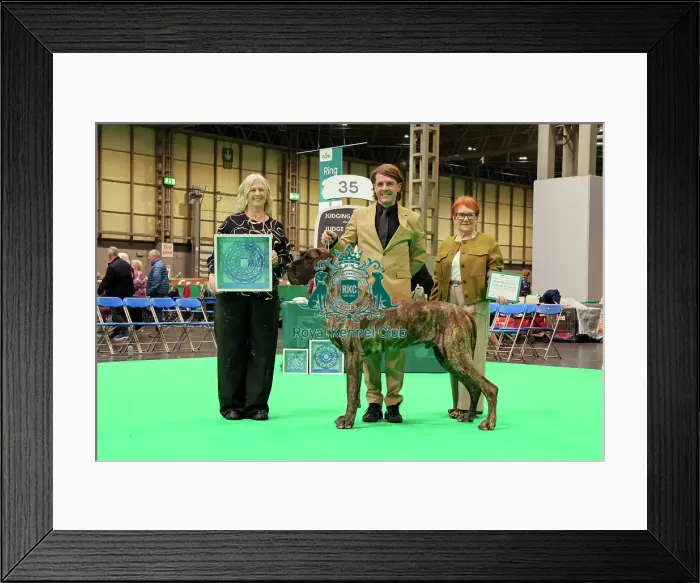 Framed Print : Reserve Best of Breed - Great Dane, Crufts 2026 Framed Print : Reserve Best of Breed - Great Dane, Crufts 2026