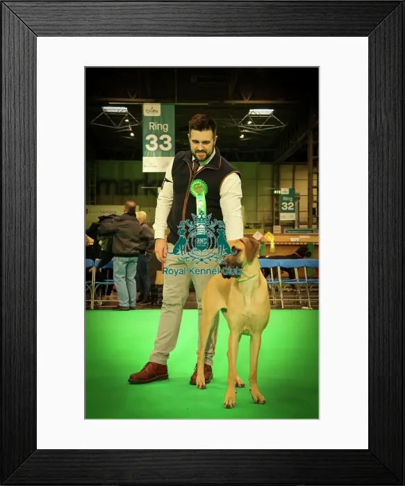 Framed Print : Best Puppy in Breed Great Dane at Crufts 2026 Framed Print : Best Puppy in Breed Great Dane at Crufts 2026