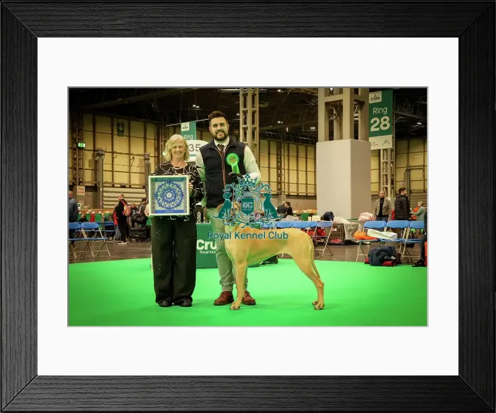 Framed Print : Best Puppy in Breed Great Dane at Crufts 2026 Framed Print : Best Puppy in Breed Great Dane at Crufts 2026
