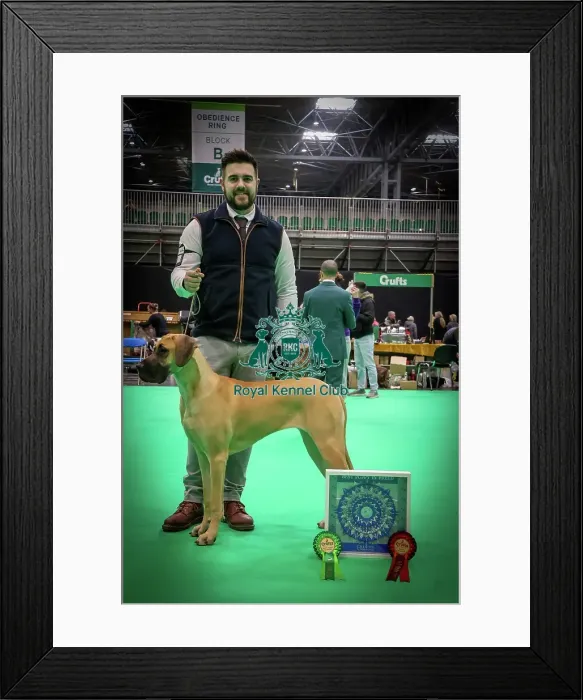 Framed Print : Best Puppy in Breed Great Dane at Crufts 2026