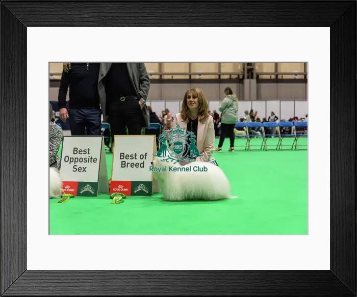Framed Print : Coton de Tulear - Best of Breed, Crufts 2026 Framed Print : Coton de Tulear - Best of Breed, Crufts 2026