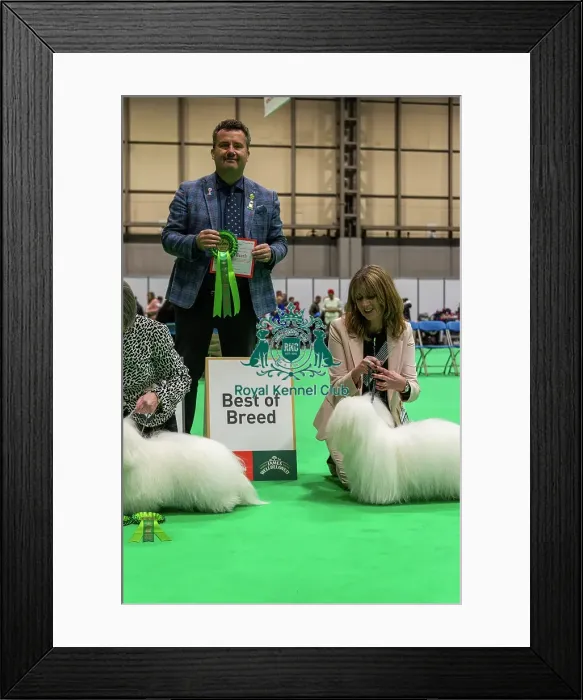 Framed Print : Coton de Tulear - Best of Breed, Crufts 2026 Coton de Tulear - Best of Breed, Crufts 2026 Framed Print : Coton de Tulear - Best of Breed, Crufts 2026 Coton de Tulear - Best of Breed, Crufts 2026