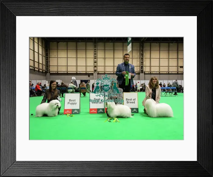 Framed Print : Coton de Tulear Finalists - Crufts 2026 Framed Print : Coton de Tulear Finalists - Crufts 2026