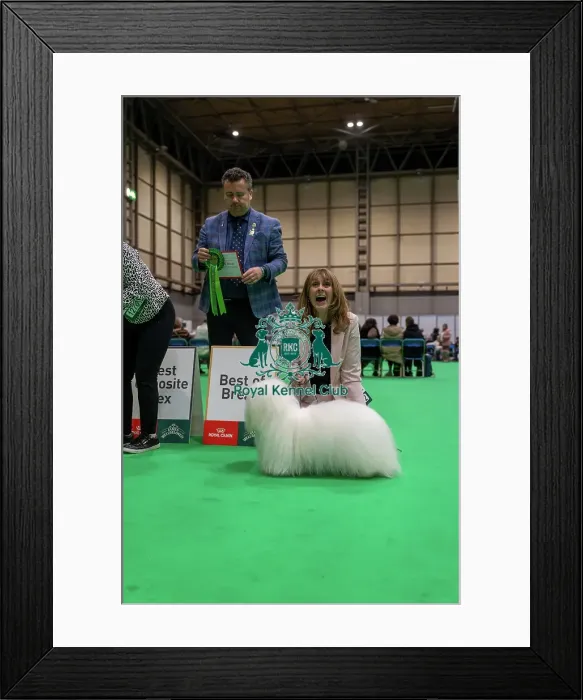 Framed Print : Coton de Tulear Best of Breed - Good Citizen Dog Scheme Class, Crufts 2026 Coton de Tulear Best of Breed - Good Citizen Dog Scheme Class, Crufts 2026