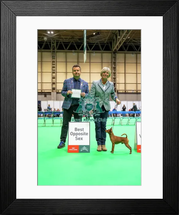 Framed Print : Miniature Pinscher - Best Opposite Sex Framed Print : Miniature Pinscher - Best Opposite Sex