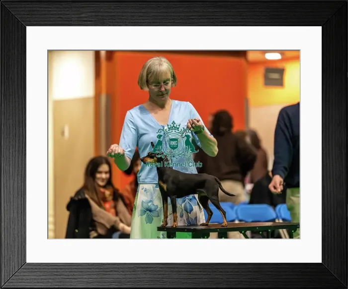 Framed Print : Miniature Pinscher competes for Best in Breed at Crufts 2026