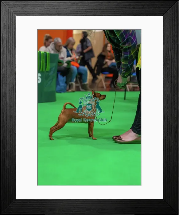 Framed Print : Miniature Pinscher Judging for Best in Breeds at Crufts 2026