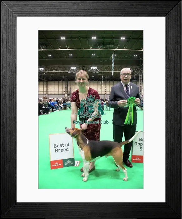 Framed Print : Harrier - Best of Breed, Crufts 2026 Harrier - Best of Breed, Crufts 2026