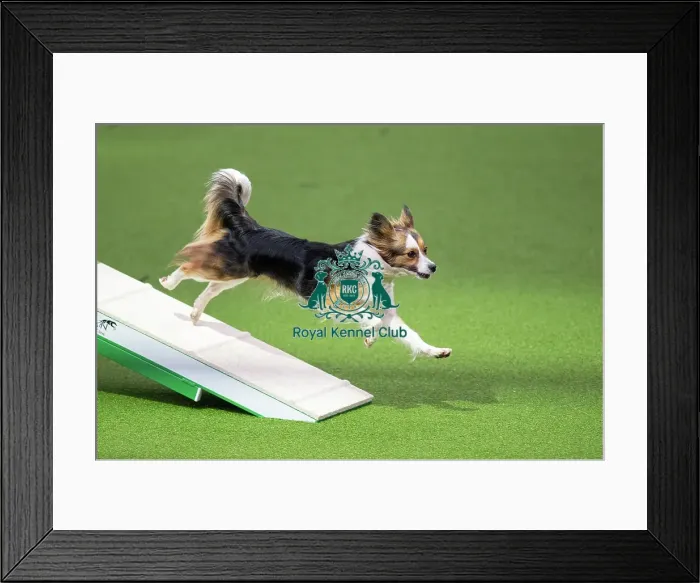 Framed Print : Novice cup small Framed Print : Novice cup small
