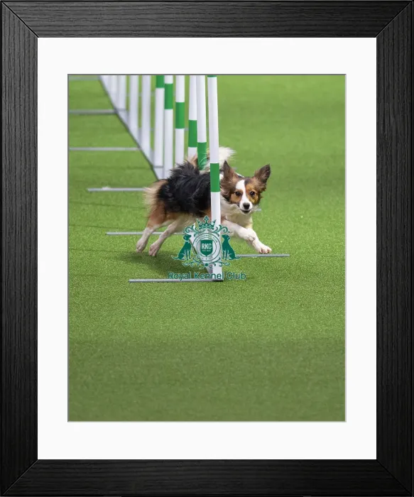 Framed Print : Novice Cup Small Framed Print : Novice Cup Small