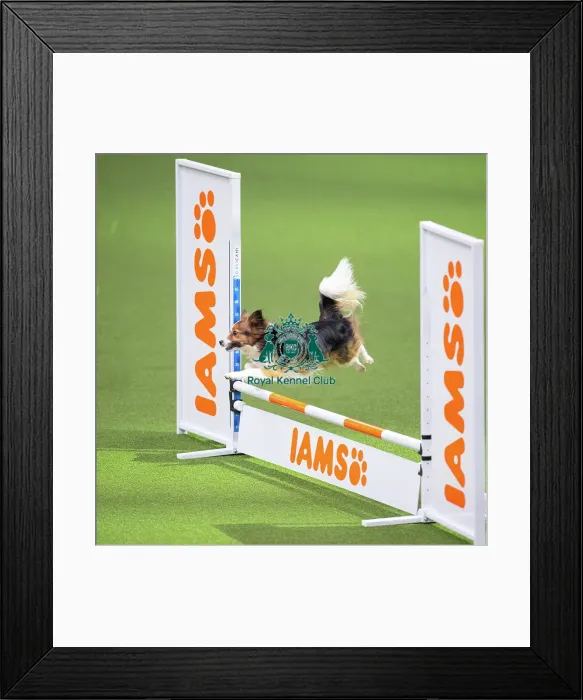 Framed Print : Novice cup small Framed Print : Novice cup small