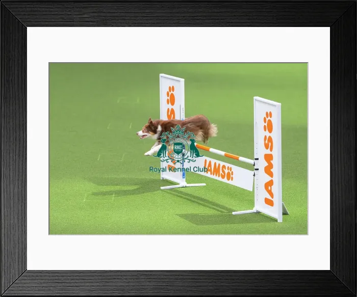 Framed Print : Novice Cup Intermediate Framed Print : Novice Cup Intermediate