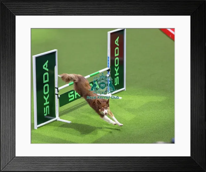 Framed Print : Novice Cup Intermediate Framed Print : Novice Cup Intermediate