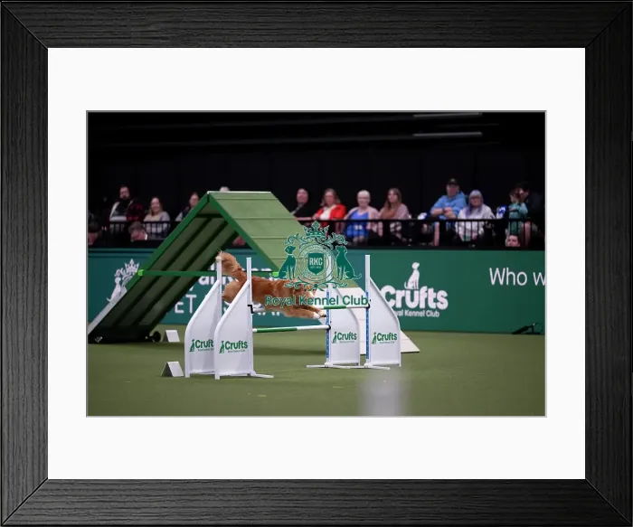 Framed Print : ABC Agility Framed Print : ABC Agility