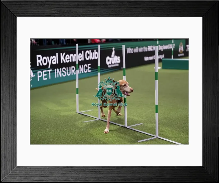 Framed Print : ABC Agility Framed Print : ABC Agility