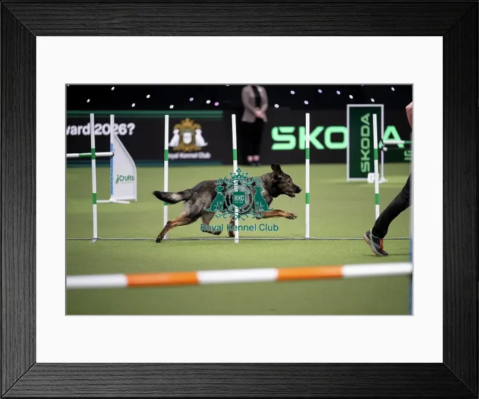 Framed Print : ABC Agility Framed Print : ABC Agility