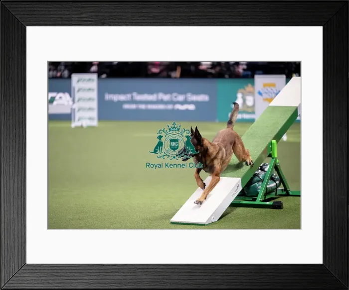 Framed Print : ABC Agility Framed Print : ABC Agility