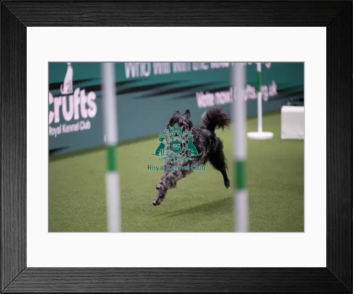 Framed Print : ABC Agility Framed Print : ABC Agility