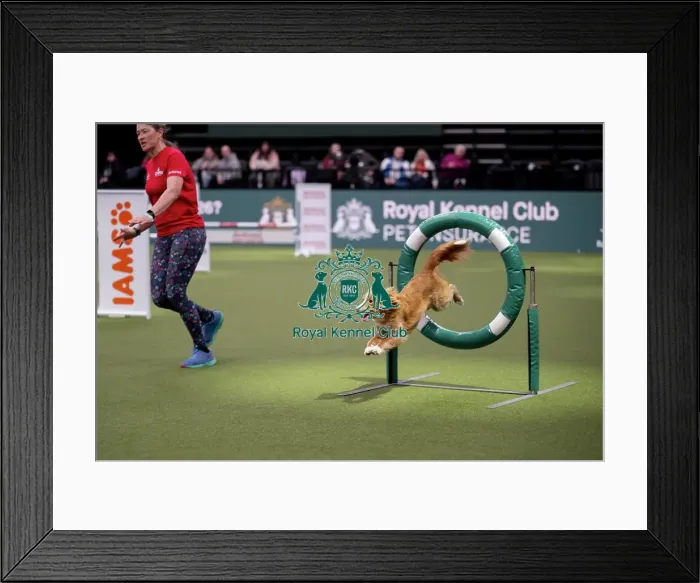 Framed Print : ABC Agility Framed Print : ABC Agility