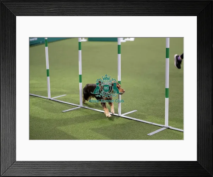 Framed Print : ABC Agility Framed Print : ABC Agility