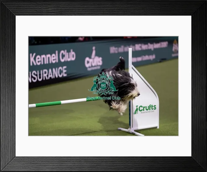Framed Print : ABC Agility Framed Print : ABC Agility
