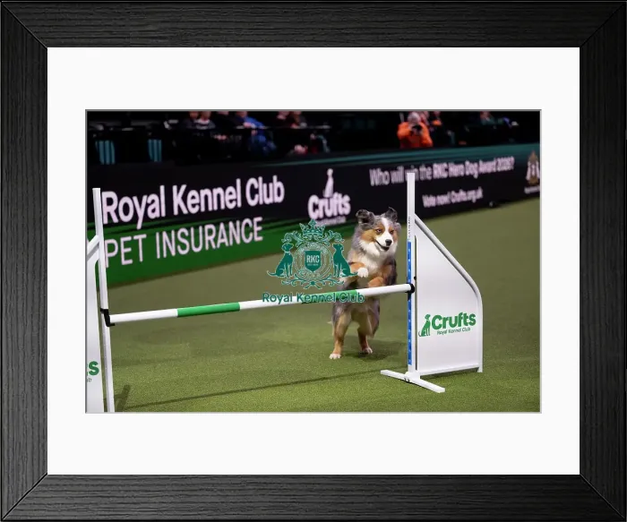 Framed Print : ABC Agility Framed Print : ABC Agility
