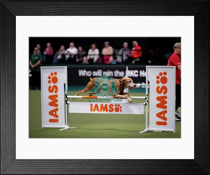 Framed Print : ABC Agility Framed Print : ABC Agility
