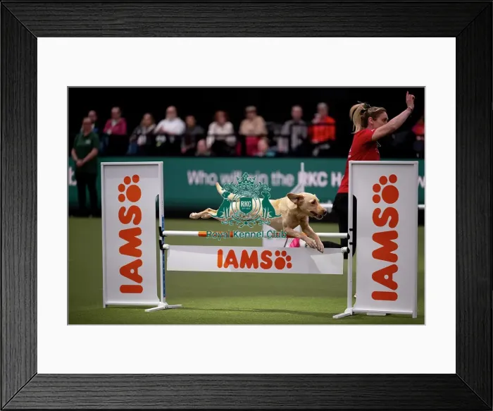 Framed Print : ABC Agility Framed Print : ABC Agility