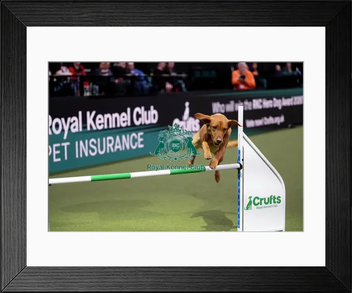 Framed Print : ABC Agility Framed Print : ABC Agility