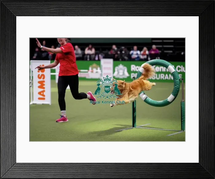 Framed Print : ABC Agility Framed Print : ABC Agility
