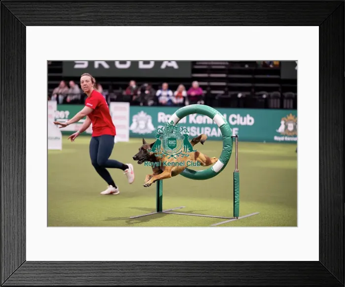 Framed Print : ABC Agility Framed Print : ABC Agility