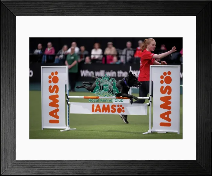 Framed Print : ABC Agility Framed Print : ABC Agility