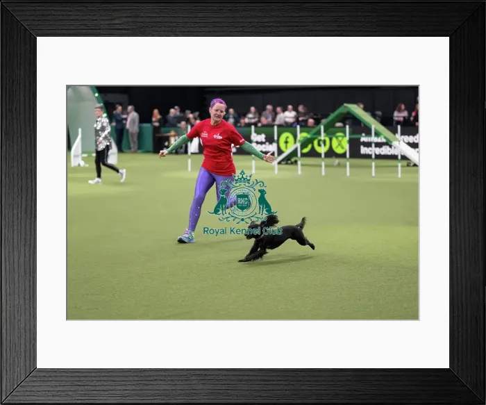 Framed Print : Agility Championships Small / Medium Final