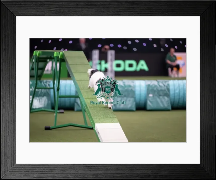 Framed Print : Agility Championships Small / Medium Final