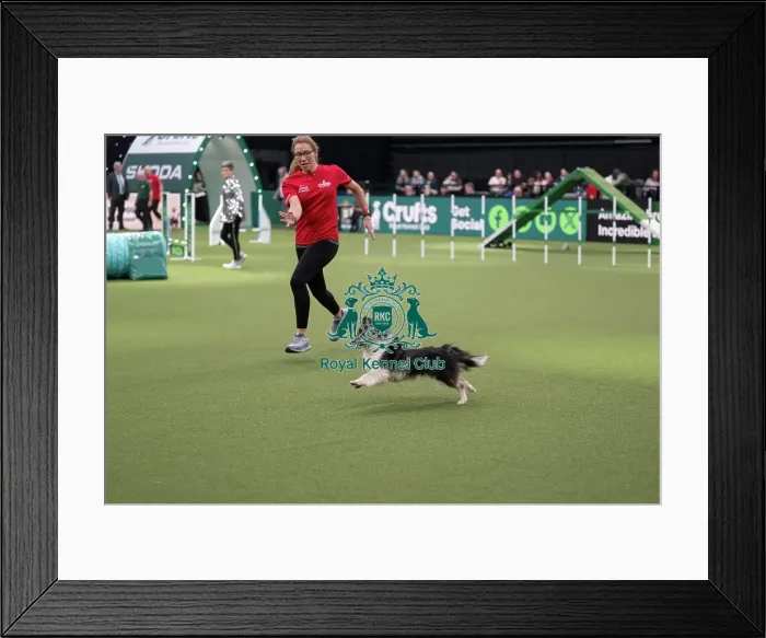 Framed Print : Agility Championships Small / Medium Final