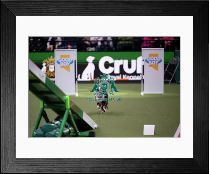 Framed Print : ABC Agility Framed Print : ABC Agility