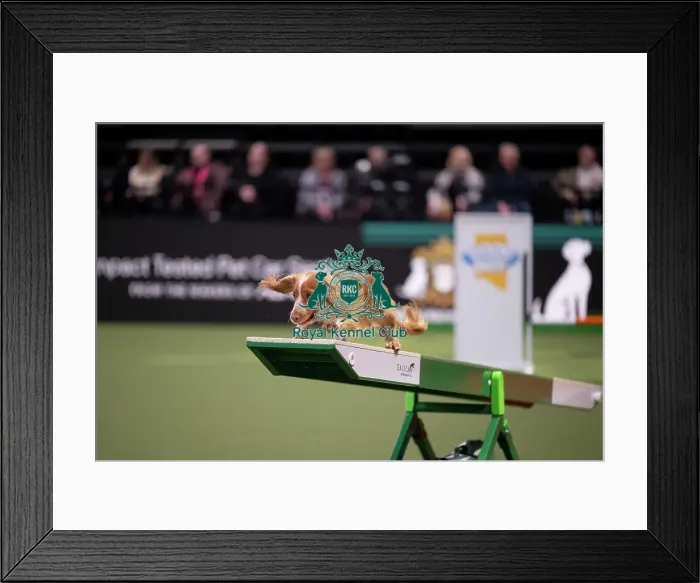 Framed Print : ABC Agility Framed Print : ABC Agility