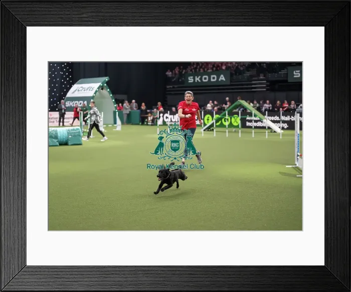 Framed Print : Agility Championships Small / Medium Final