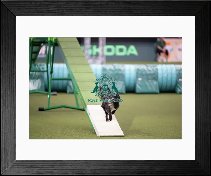 Framed Print : Agility Championships Small / Medium Final